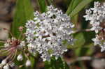 Swamp milkweed